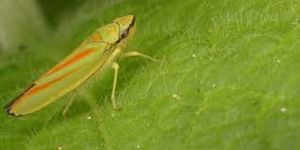uploads/images/pest/marigold leafhopper.jpg